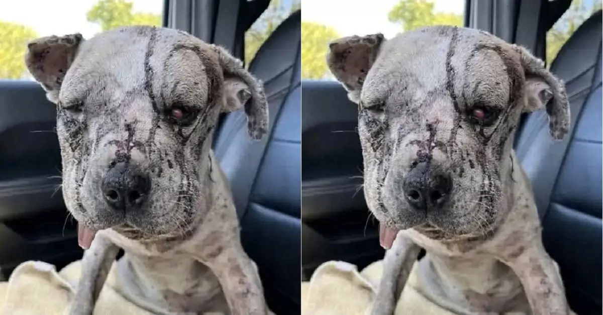 The puppy was brutally beaten, but luck intervened and gave it a second chance at life
