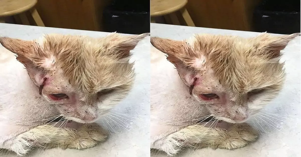 Rescuing the kitten that was hit in the head with a rock, suffering quite serious injuries