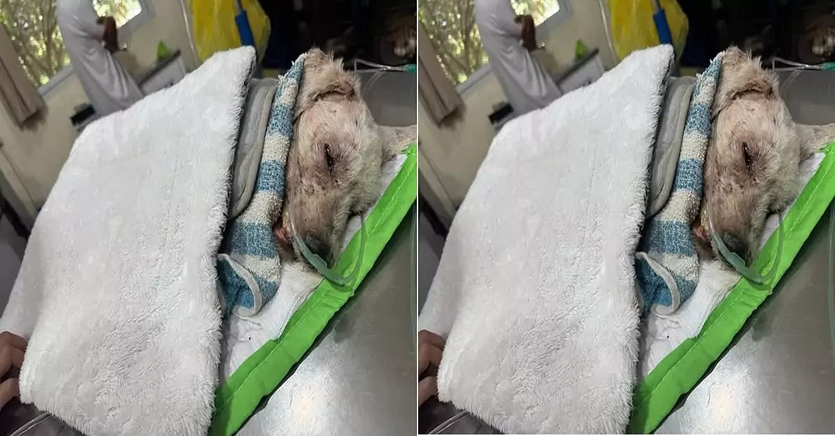 Please, God, bless my dog; he is very sick
