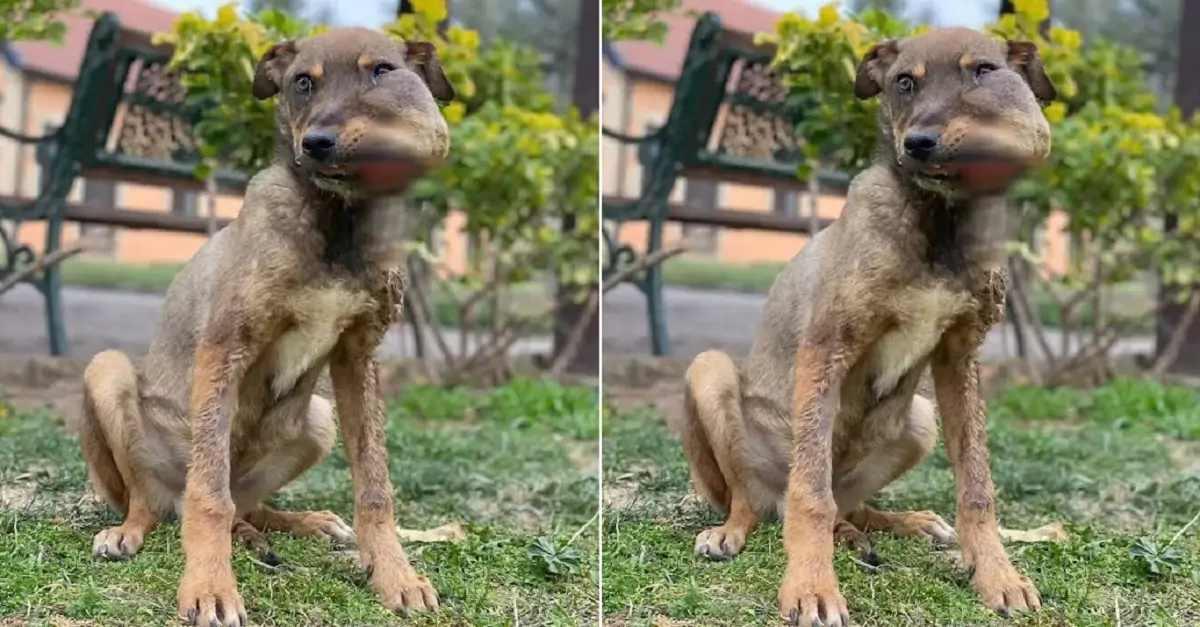 The dog with a disfigured face, who had found no joy in life, finally found his forever home
