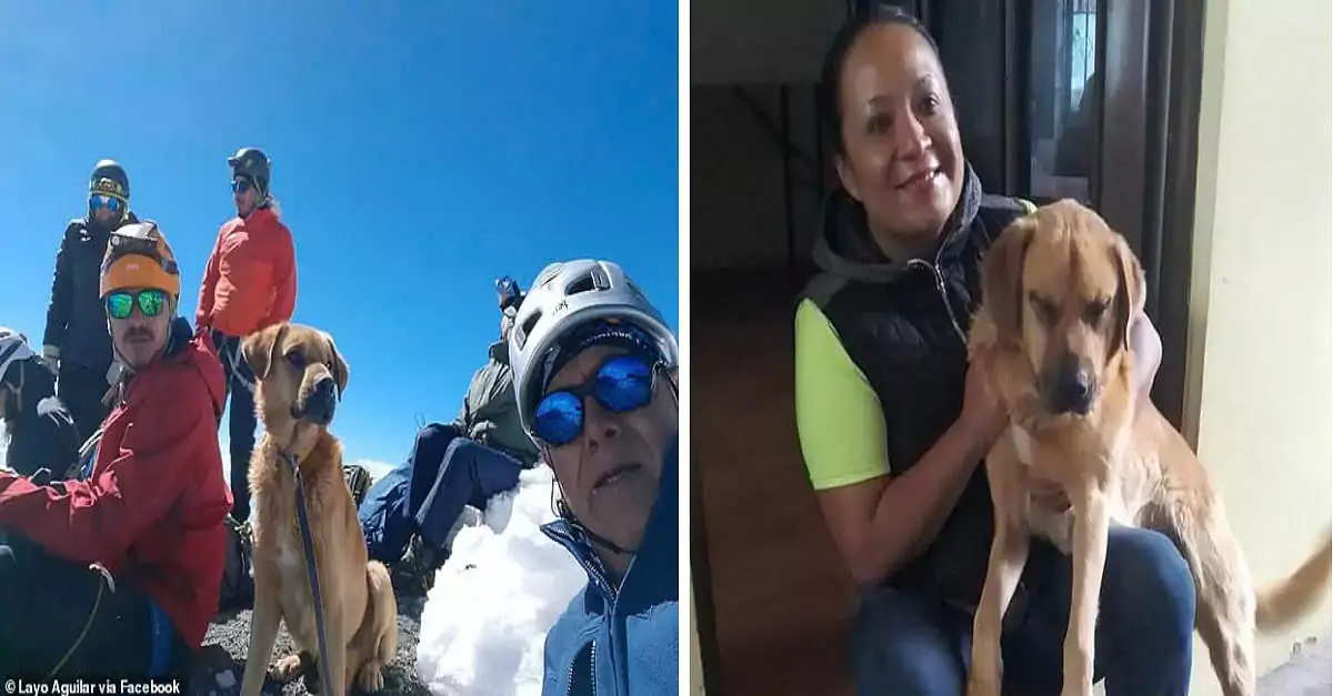Brave rescuers scale the heights to save dog trapped on mountain