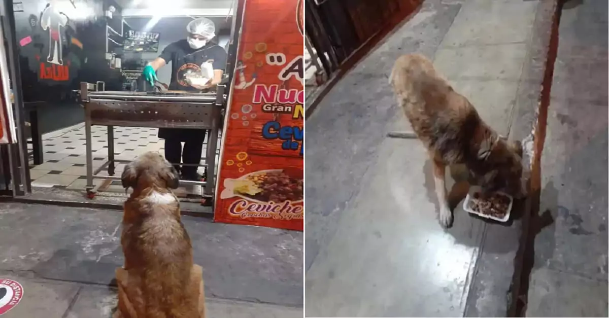 Heartwarming Gesture: Restaurant Owner Offers Free Meals to Stray Dogs