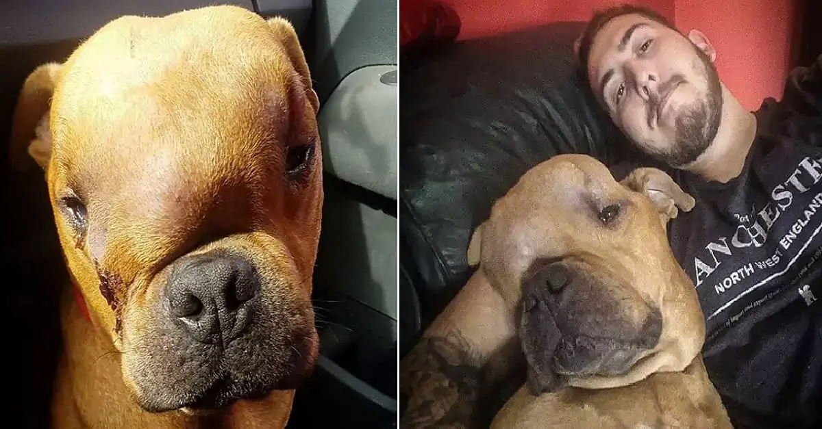 Heartwarming Act of a Man: Adopting a Dog with Cancer for Unconditional Love