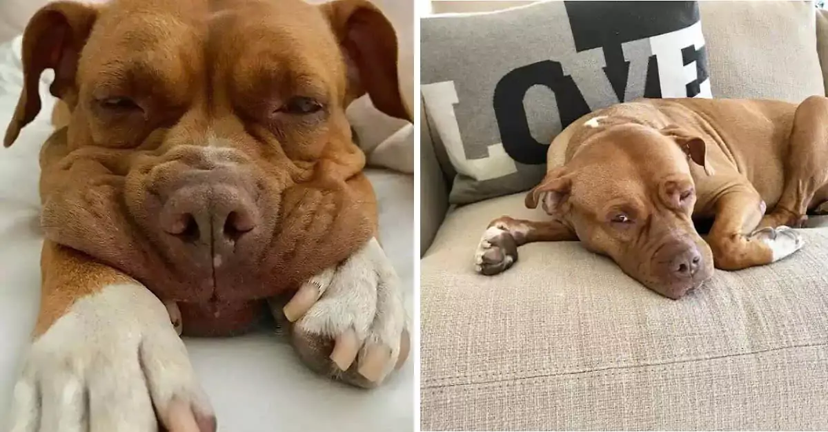 After four long years of confinement in a shelter, the dog Lora has finally found her forever home