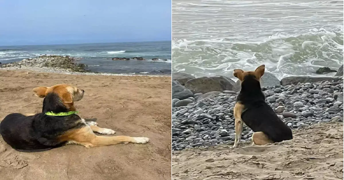 Heartbreaking Loyalty: Stray Dog Keeps Vigil for Lost Owner on the Beach