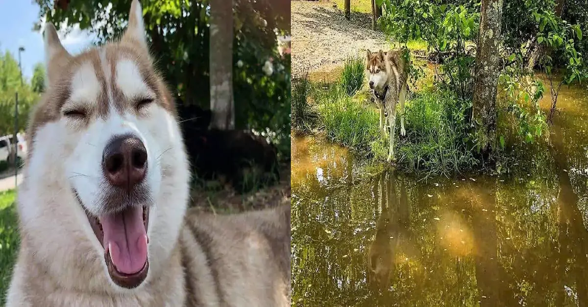 Heroic Husky Saves Abandoned Kittens, Becoming Their Surrogate Mother