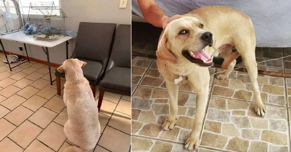 A dog rescued a fledgling and found a new friend