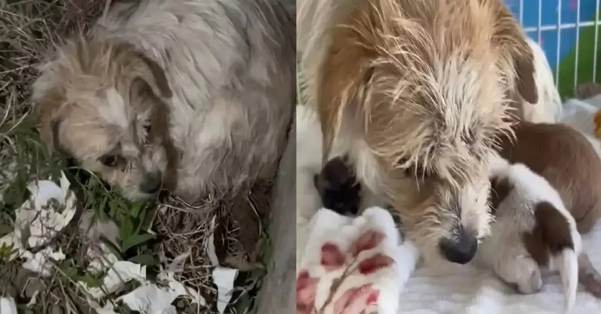 A mother dog pleaded for help to save her puppies; rescuers arrived just in time