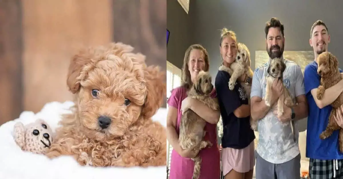 Puppy with a leg deformity finds a loving family after a rough start