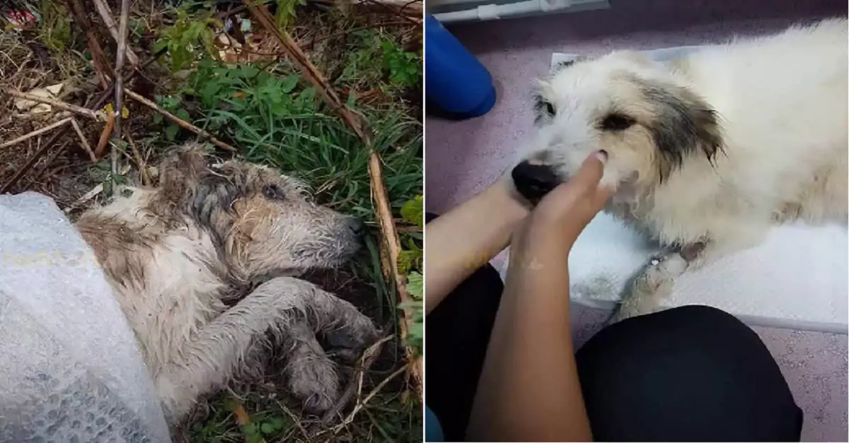 Heartwarming Rescue: Abandoned Dog Finds Love and New Home After Being Left in the Forest