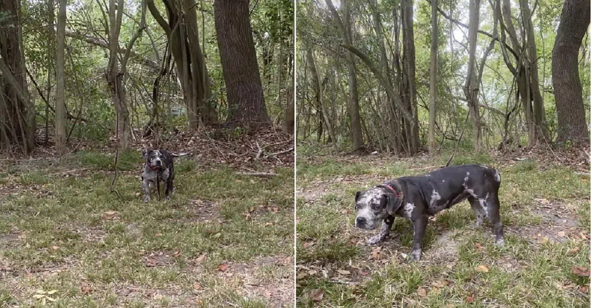 Rescuers Find Abandoned Dog Tied to Cemetery Tree, Their Hearts Break