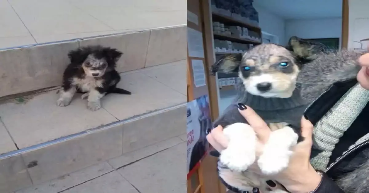 Injured Puppy Ignored by Shoppers Finds a Loving Home Thanks to a Kind Rescuer