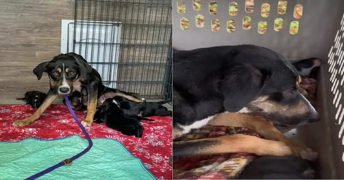 Mother dog and her puppies rescued from roadside peril