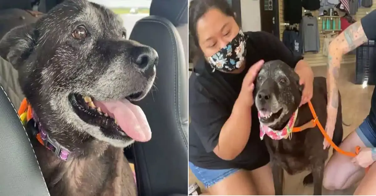 Dog abandoned in public restroom finds hope and a new home