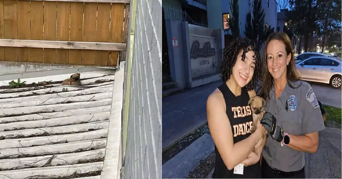 Puppy rescued from rooftop finds a loving new home