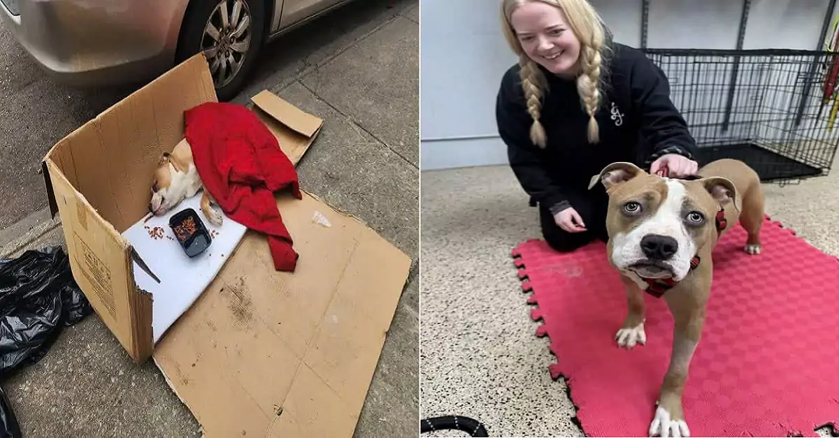 Rescued from a trash bag, a sweet Pittie finds her loving forever home