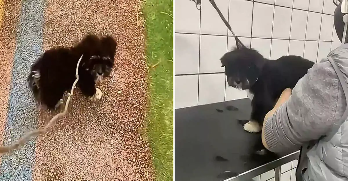 A lost puppy finds a family ready to take him in, giving him a second chance at life