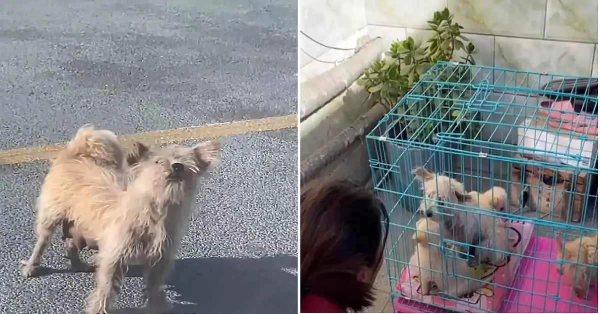 The mother dog led rescuers to her puppies