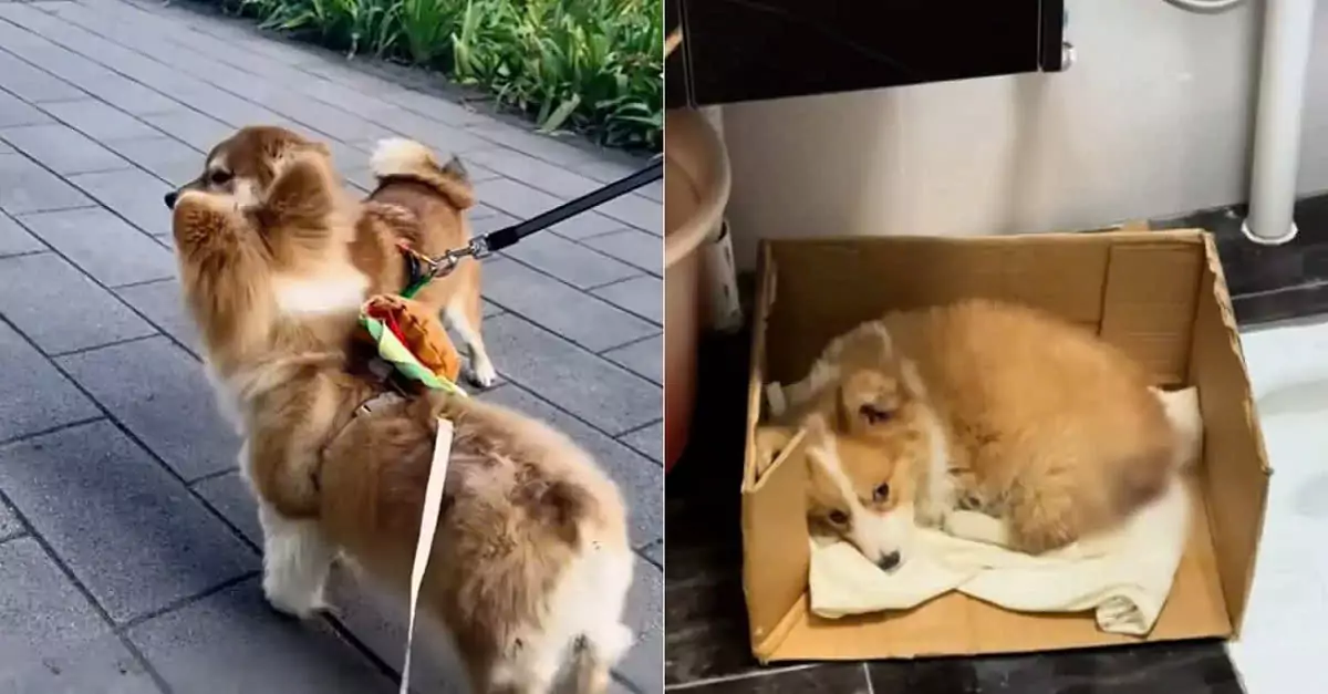 Rescued from a construction site, the abandoned puppy now travels the world with a heartwarming smile