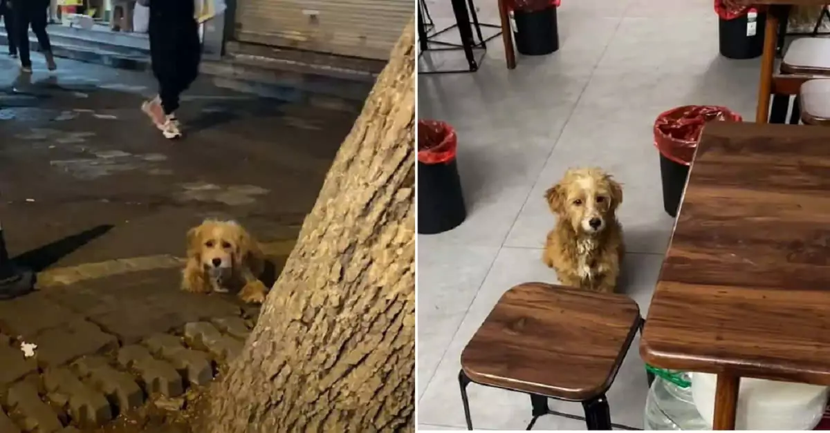 Starving Dog Finds Refuge in Restaurant After Begging for Food in the Pouring Rain