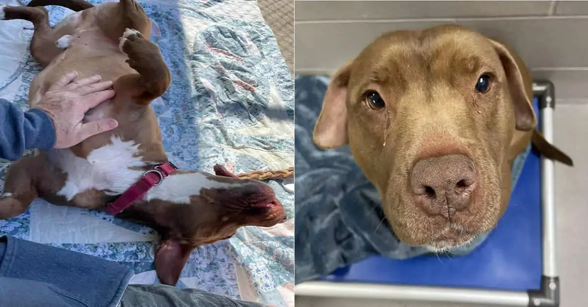 From Lonely Shelter Dog to Beloved Family Member: Billy Bob’s Heartwarming Journey