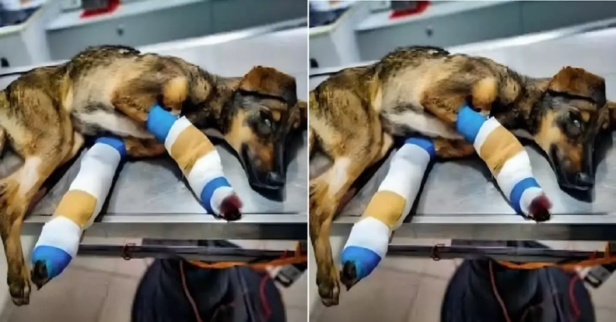 My dog had a very serious accident. Could you please send a blessing for him?