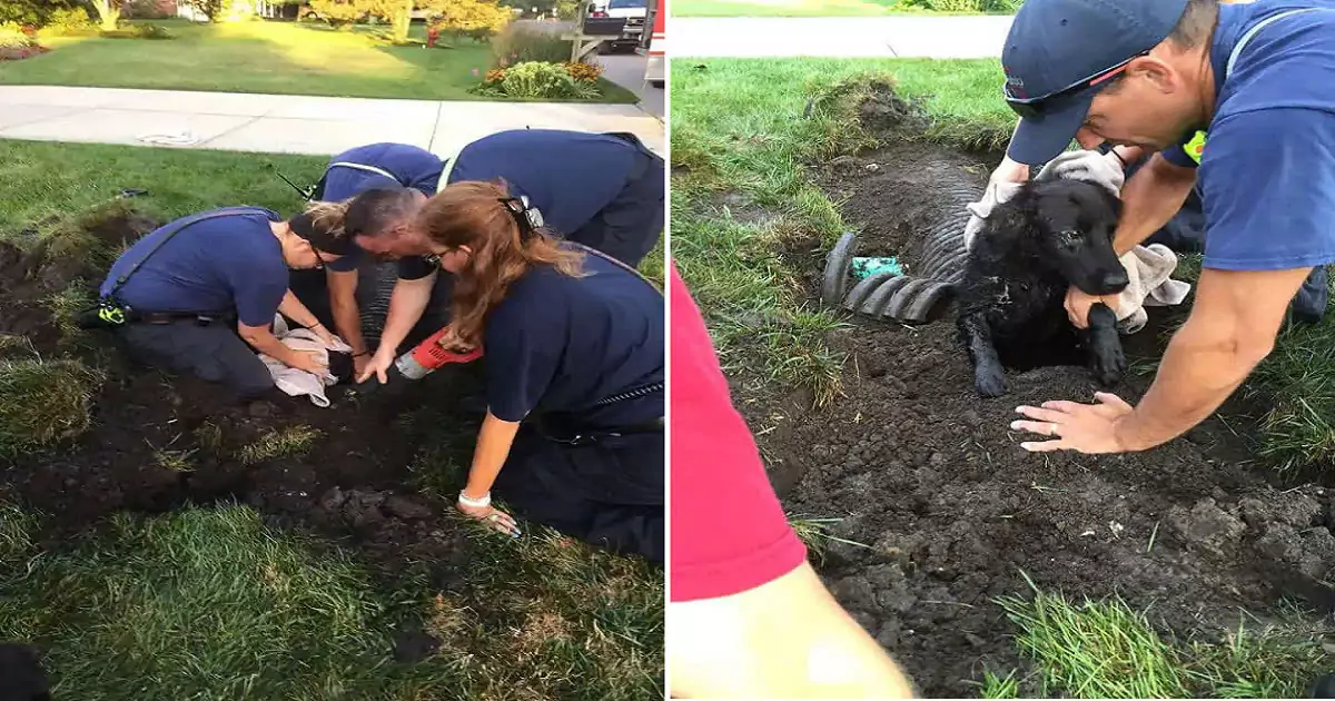 The family’s dog was rescued from a storm drain after a week of misery