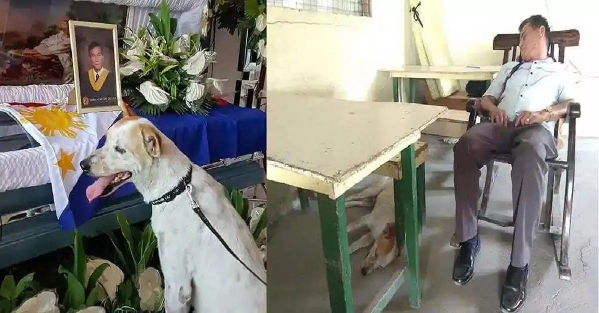 A Paw-Print on the Heart: A Dog’s Emotional Goodbye to His Beloved Owner