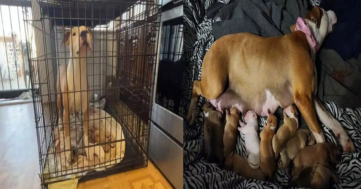A 70-year-old woman took in a heavily pregnant dog, who then successfully gave birth to 10 healthy puppies