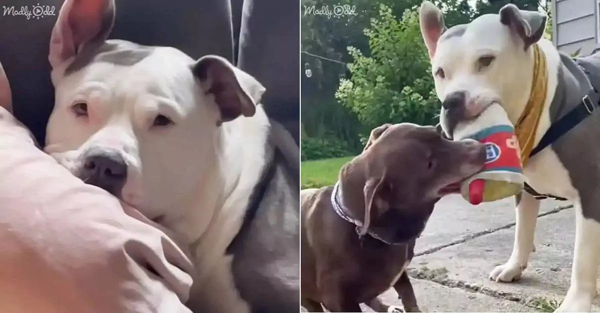 A stray dog fought off a malignant tumor and emerged with a new chance at life